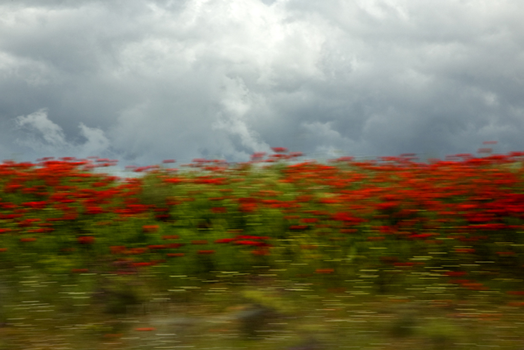 barrido de amapolas